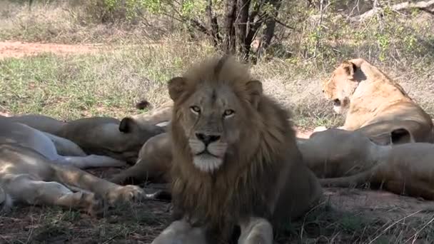 Close Van Het Gezicht Van Volwassen Mannelijke Leeuw Rusten Oogcontact — Stockvideo