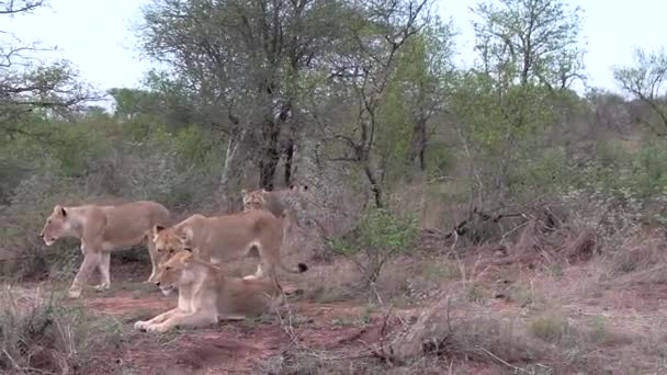 Grupo Leonas Caminan Por Arbusto Detienen Frotan Cabezas Acercan — Vídeo de stock