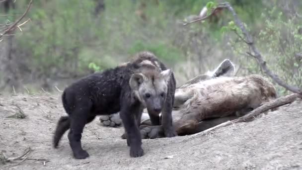 Close View Cute Hyena Cubs Interacting Den Site Sleeping Adult — Stock Video