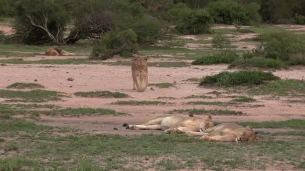 Leão Caminha Até Dois Leões Que Dormem Solo Arenoso Frontal — Vídeo de Stock