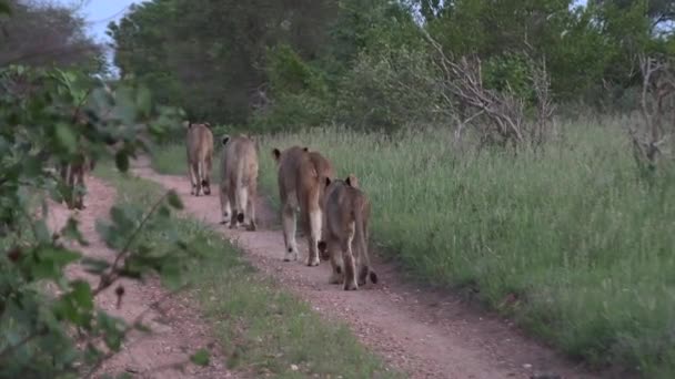 Περηφάνια Λιονταριών Που Φαίνονται Από Πίσω Περπατούν Μαζί Χωματόδρομο Γρασίδι — Αρχείο Βίντεο