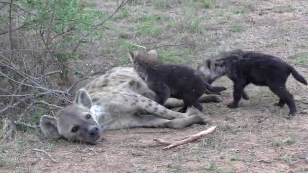 Hiena Hembra Descansa Sobre Tierra Sucia Mientras Sus Cachorros Juegan — Vídeo de stock