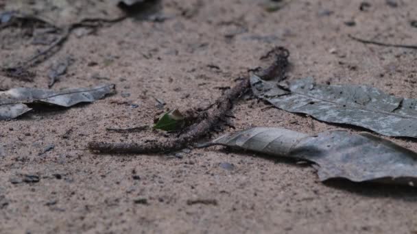 Este Gusano Tierra Sido Atacado Por Las Hormigas Razorjaw Leptogenys — Vídeo de stock