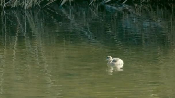 水鸟一种在其自然栖息地中潜入水下的小海鸟 — 图库视频影像