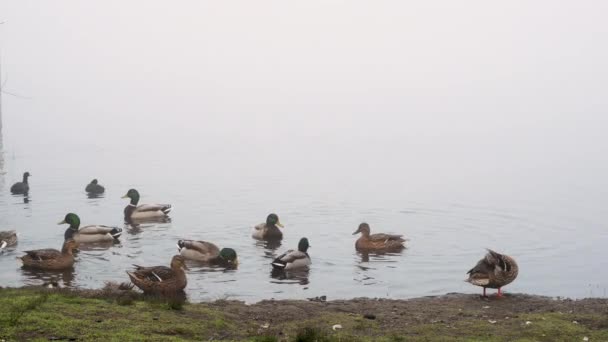 Mallard Duck Drake Stoupá Klapky Křídla Zatímco Ostatní Kachny Coots — Stock video