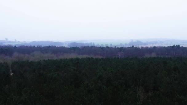 Woodland Kalla Vintrar Morgon Storbritannien — Stockvideo