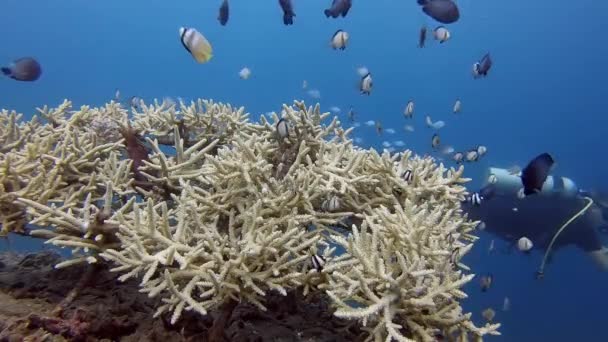 Eine Kleine Riffszene Mit Kleinen Rifffischen Und Einem Taucher Der — Stockvideo