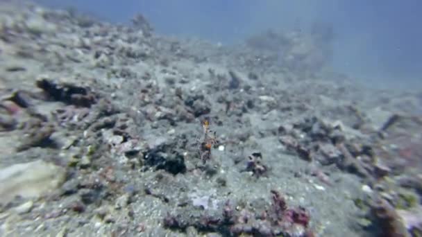 Vzácný Pohled Plavání Nudibranch Bornella Stellifer — Stock video