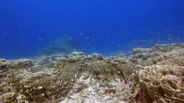 Здоровый Коралловый Риф Мелководье Острова Бали Индонезия — стоковое видео