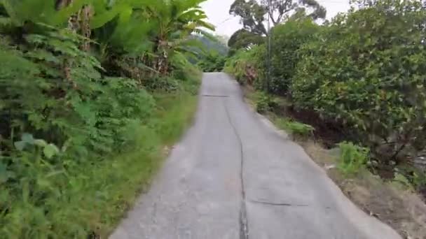 丘を登るプランテーションへのアスファルトの道路に従ってください — ストック動画
