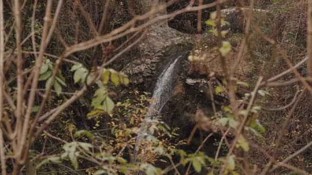 Primer Plano Del Pequeño Arroyo Agua Dentro Vegetación Cuevas Cajeron — Vídeos de Stock