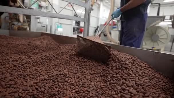 Homme Caucasien Travaillant Dans Une Usine Cacao Griller Les Fèves — Video