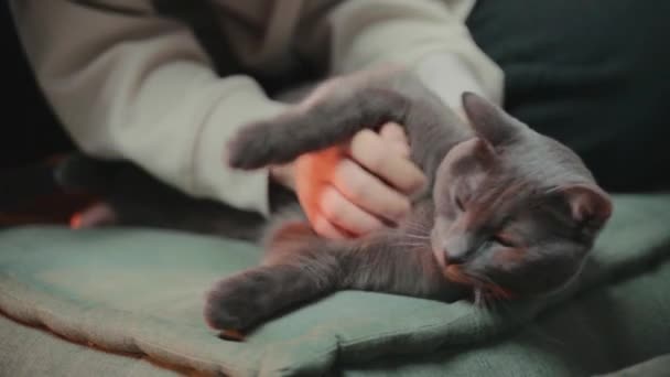 女人的手摸着灰猫的肚子 猫感到舒服 舔着爪子 — 图库视频影像