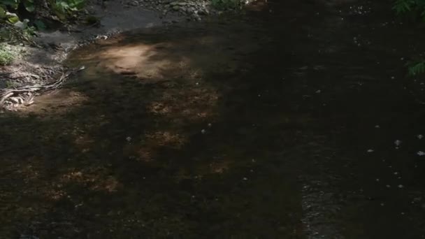 Closeup Shot River Running Forest Well Hidden Heavy Foliage Few — Stock Video