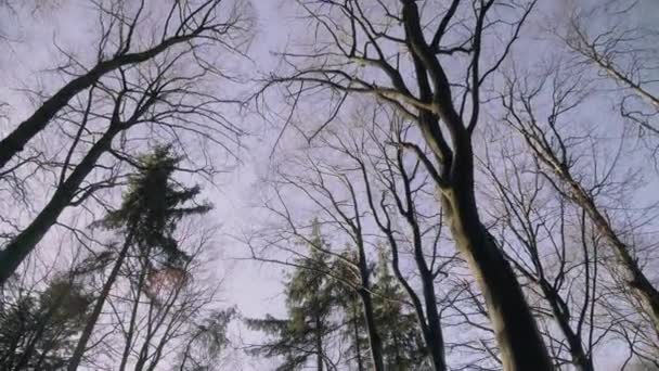 High Tree Tops Leaves Blue Winter Sky Μια Όμορφη Ηλιόλουστη — Αρχείο Βίντεο