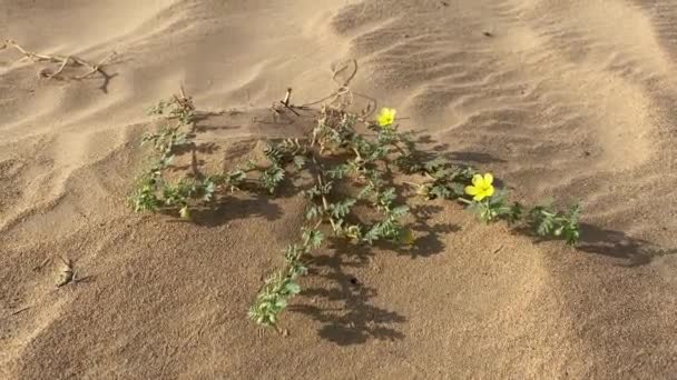 Close Uma Bela Flor Amarela Brilhante Plena Floração Meio Deserto — Vídeo de Stock