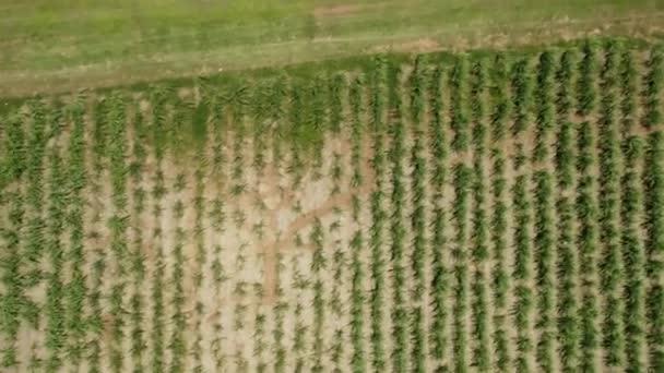 Vzdušné Přelet Zelené Zemědělské Pole Rostoucí Rostliny Zrna Během Slunečního — Stock video