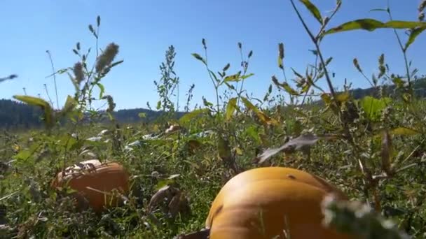 Dolly Güneşli Bir Günde Balkabağı Tarlasında Yürür Sviçre Avrupa Nın — Stok video
