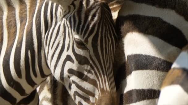 Macro Close Wild Zebra Lighting Sun African National Park Summer — Stock Video