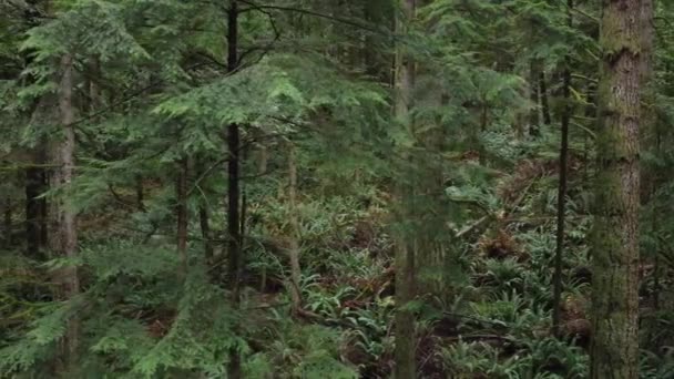 Поврежденный Горный Лес Оползня После Сильного Дождя Абботсфорде Британская Колумбия — стоковое видео