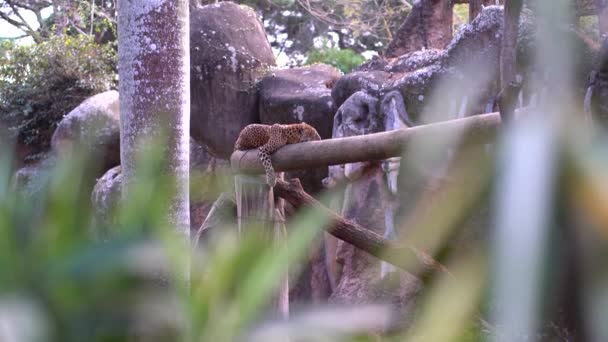 Jaguar Śpi Drzewie Jaguar Zoo — Wideo stockowe