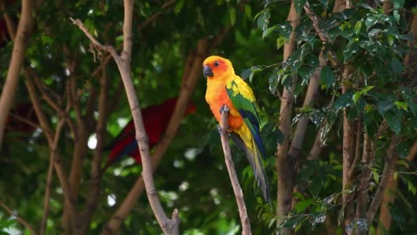 他の鳥が他の鳥が南アメリカの中を動き回るように木の厚さに飛び込むのをかわすために動くので 太陽の輪郭か太陽のパレーケットは 小枝の上に見られるSolstitialiをアーティング — ストック動画