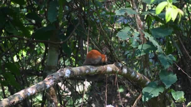 뇌척수액 Gray Bellied Squirrel Callosciurus Caniceps 카오야 공원의 나뭇가지에 수있다 — 비디오