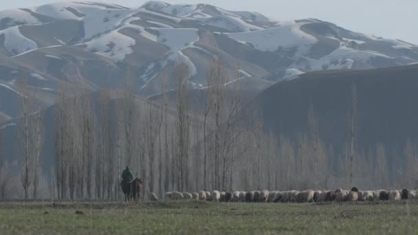 Eine Große Schafherde Weidet Fuße Eines Schneebedeckten Berges — Stockvideo