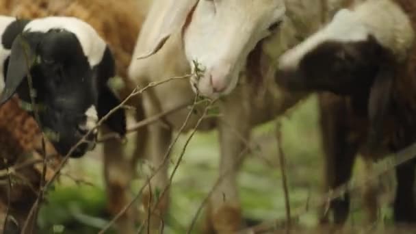 不同种类的羊吃树枝上的叶子 白棕色和黑色的羊 — 图库视频影像
