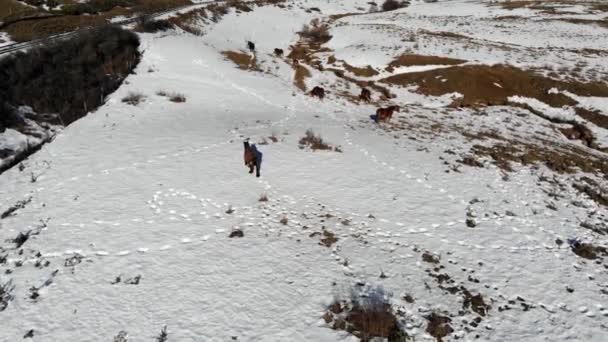 Luchtfoto Paarden Ezels Wandelen Sneeuw Een Zonnige Dag — Stockvideo