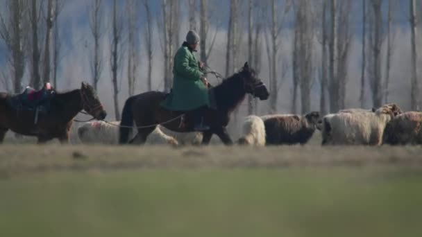 Pastore Nomade Che Accudisce Pecore Pascolo Pecore Nel Prato Verde — Video Stock