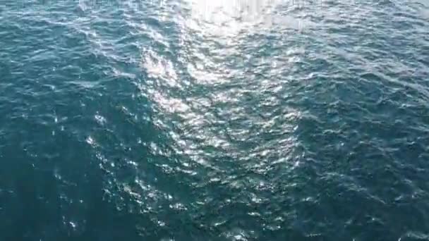 Aerial Opadgående Tilt Drone Skud Vilde Delfin Svømmer Ind Solnedgang – Stock-video