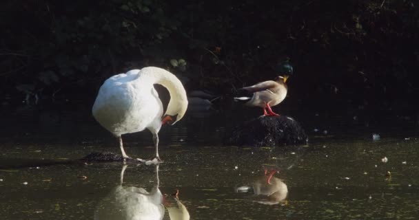 英国コーンウォールのテヒディカントリーパークで浅い池で白鳥と男性のマガモのアヒルをミュートします — ストック動画