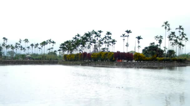 Riz Inondé Paddy Avec Jardin Bâtiment Arrière Plan — Video