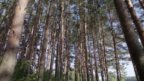 일몰에 나무들이 소나무 드론으로 — 비디오