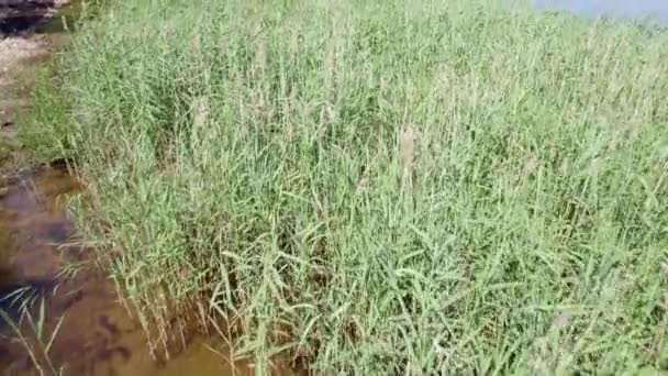 Lago Costa Río Cubierta Hierba Verde Alta Filmada Aérea — Vídeos de Stock