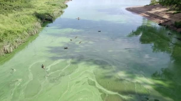 Kleine Vijver Rivier Met Groen Water Planten Een Groep Eendenvogels — Stockvideo