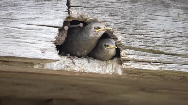 Genç Sığırcık Kuşları Bir Ahır Kirişinden Dışarı Çıkar — Stok video