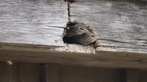 Jovens Pássaros Estrelados Esperam Que Sua Mãe Lhes Traga Almoço — Vídeo de Stock