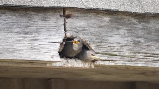 Young Starling Fledglings Wait Food Barn Rafter — Stock Video