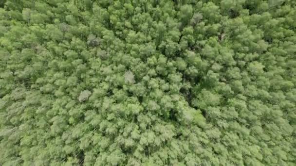 Gleiten Waldhintergrund Drohnenblick Von Oben — Stockvideo