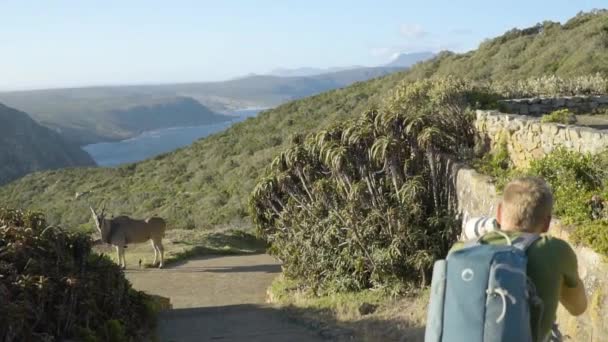 Antelope Eland Atravessando Caminho Caminho Cabo Boa Esperança — Vídeo de Stock