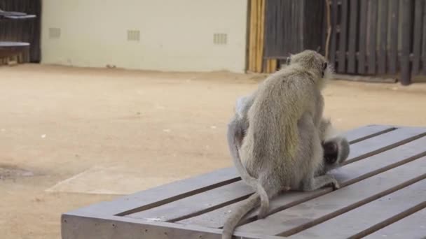 猿はクルーゲン国立公園のキャンプ場でお互いに戦っています — ストック動画