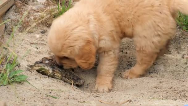 Golden Retriever Pup Jugando Una Arenero Masticando Algo Madera — Vídeo de stock