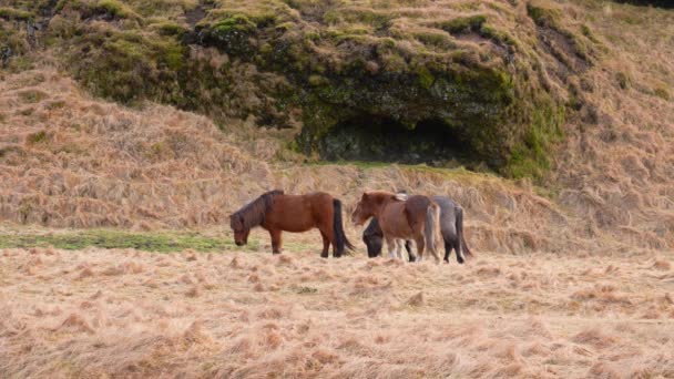 Flocken Islandshästar Betar Hayfield Island Bred — Stockvideo