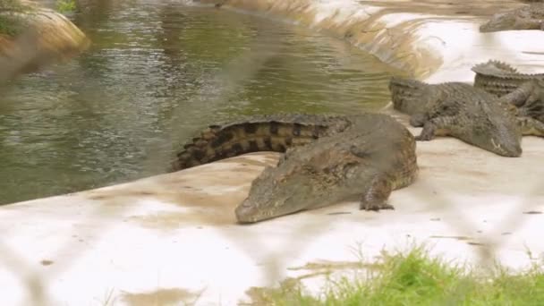 Captive Bred Nile Crocodile Slowly Crawling Out Pond His Enclosure — Stock Video