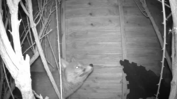Ein Fuchs Schaut Sich Und Trägt Die Überreste Eines Truthahns — Stockvideo