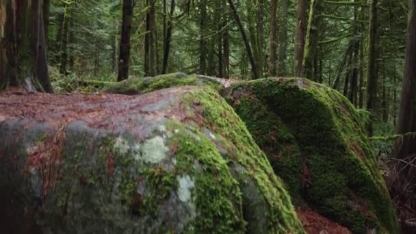 Снимок Зеленого Леса Скального Валуна — стоковое видео