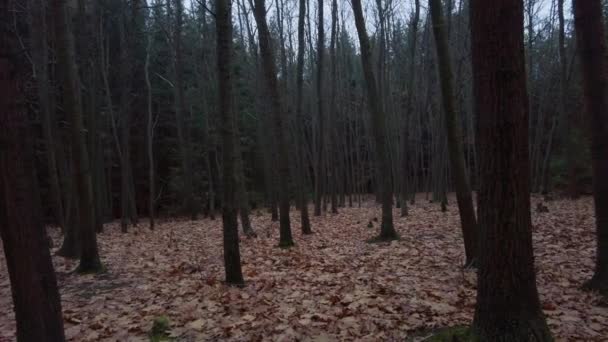 Μυστηριώδες Και Σκοτεινό Δάσος Γυμνά Μαύρα Δέντρα Πεσμένα Ξερά Φύλλα — Αρχείο Βίντεο