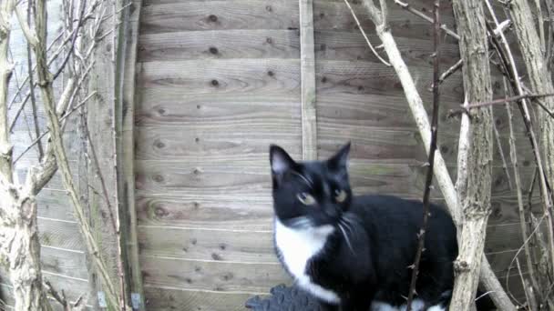 Gatto Guarda Intorno Nel Giardino Sul Retro — Video Stock